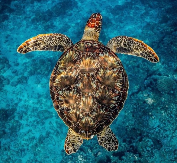 Silent Auction MOCMI, Mediation In Business LLC, Regine Lang-Miles, Clarity in Complex Situations. Hawaii and Europe